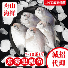 舟山海鲜东海鲳鱼白银鲳500g 液氮冷冻食品水产百款品类一件代发