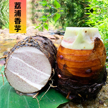 广西特产荔浦芋头现挖槟榔芋香芋餐饮火锅食材产地直发大芋头批发