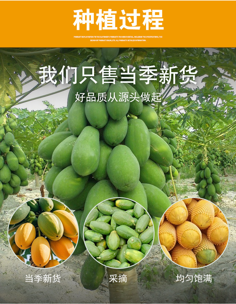 Dried Papaya Slices (Carica papaya) — Red-Heart Seedless Fruit Tea, 500g Bulk preparation