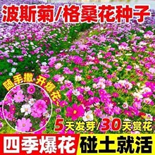格桑花播种季节波斯菊庭院花卉混色矮杆野花组合易种易活种子籽孑