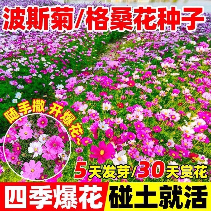 格桑花播种季节波斯菊庭院花卉混色矮杆野花组合易种易活种子籽孑