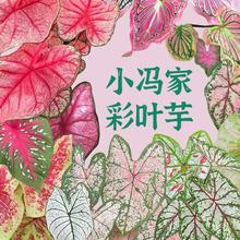 ���羳��؛���M�ڲ��~��N�Ӵ��~�����pɫ��N���ļ����Ի���ֲ��