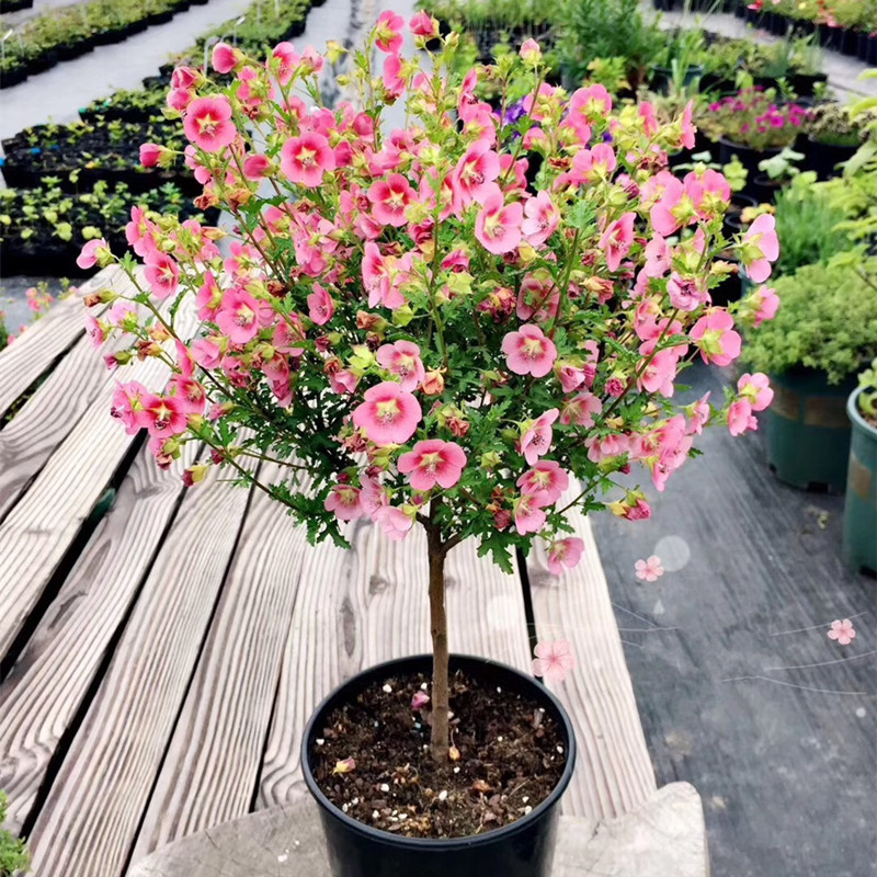 Small Hibiscus Potted plant wholesale balcony Flower Botany Bush Potted plant flowers and plants Four seasons Lollipop Small Hibiscus