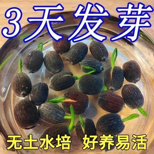 ��ɏ�N�߲������ɫ����ˮ�Bɏ���ɻ��Nɏź�Gֲˮ��ֲ��ˮ��