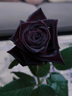 Black Buck Rose Rose Flower Seedlings Velvet Texture Strong Dark Red Four-Season Balcony Courtyard Florals and Green Plants