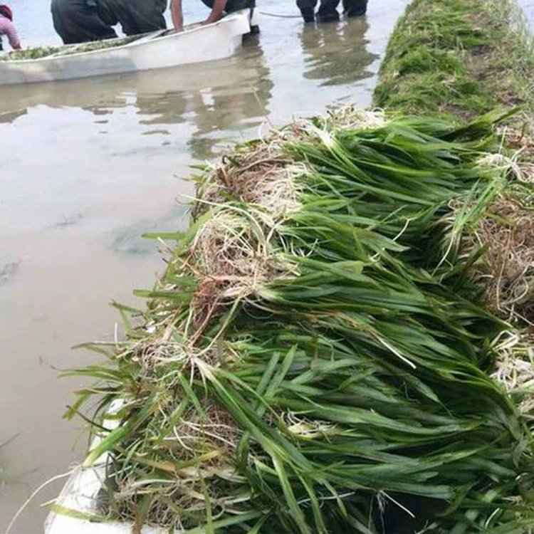 База продает водные растения для гномов, четырехсезонные вечнозеленые водные растения для зеленения воды, корм для креветок, крабов и рыбы.