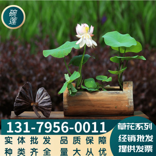 Factory Direct Supply of Herbal Flower Bowls, Lotus Seeds, Balcony Courtyard Greening and Landscape Varieties, Complete Varieties, Large Quantities, and Favorable Terms