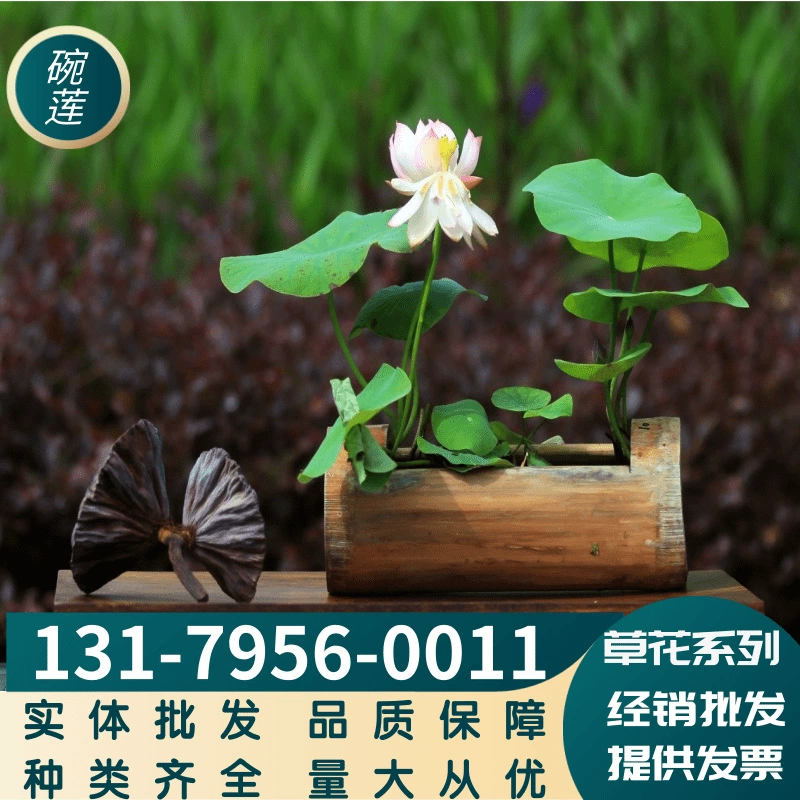 Прямые поставки с фабрики травянистой цветочной чаши семена лотоса балкон озеленение сада Ландшафтный сорт Большой выгодно