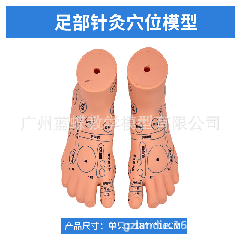 �ֶ����ͷ��Ѩλģ�� ��װ�Ħ�Ų��㲿������ģ�Ͱ�Ħ��İ���