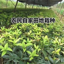 ԭ���𻨘���ͥԺ���d���;G��ֲ���ϱ����ɷNֲ�ͺ��ͺ����B��