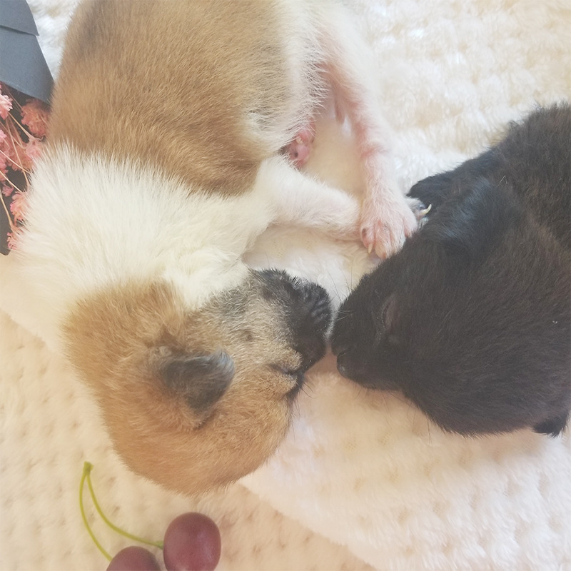 纯色宠物毯贝贝绒小毛毯菠萝格毯子狗狗毯猫咪毯子加厚透气