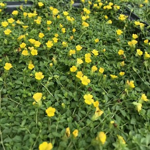 2210 base wholesale supply Jin Sha vine plate seedlings courtyard ground flower border mold block greening