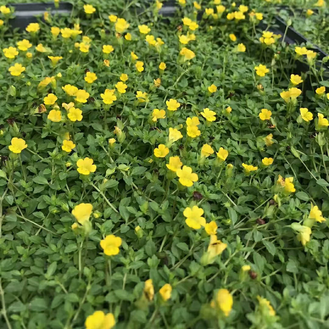 2210 база оптовая поставка саженцев Jinsha Man Pan