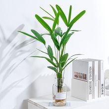 冬天耐寒水培植物棕竹大型盆栽室内好养耐阴竹四季富贵竹