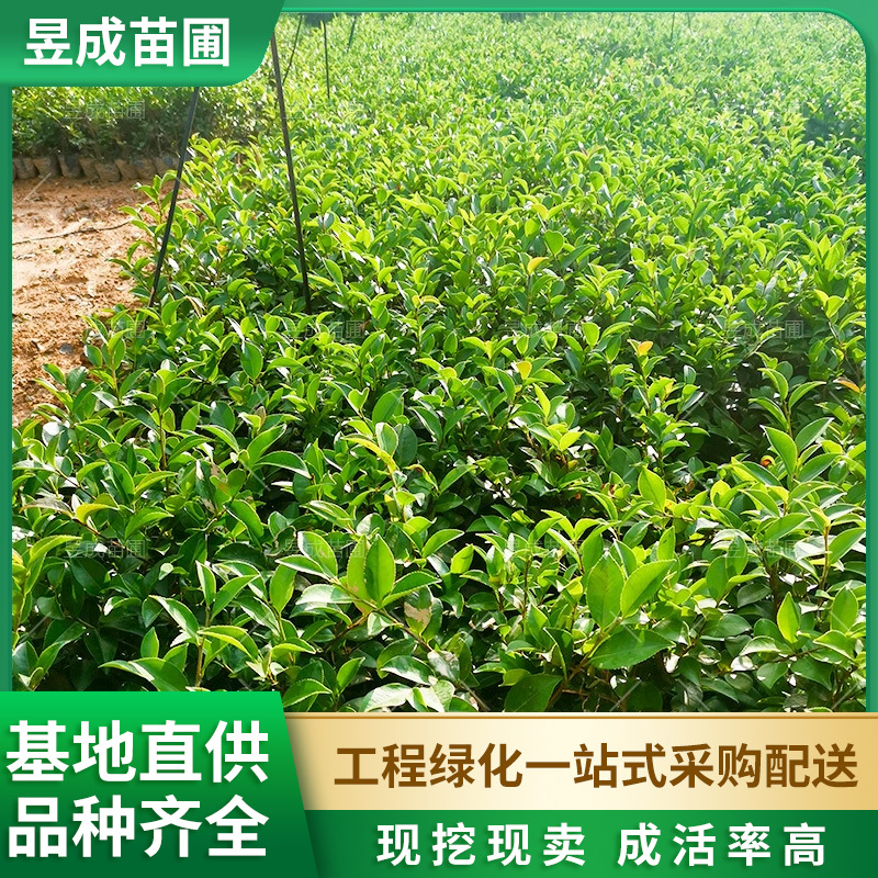 茶梅盆苗湖南基地直供庭院花卉植物绿化色块苗灌木茶梅茶花小苗