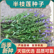 材半枝莲种子白花百花蛇舌草种植苗阳台盆栽500g并头草韩信草