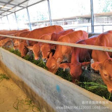 小牛饲养多久出栏 西门塔尔牛肉牛犊价格 鲁西黄牛繁育