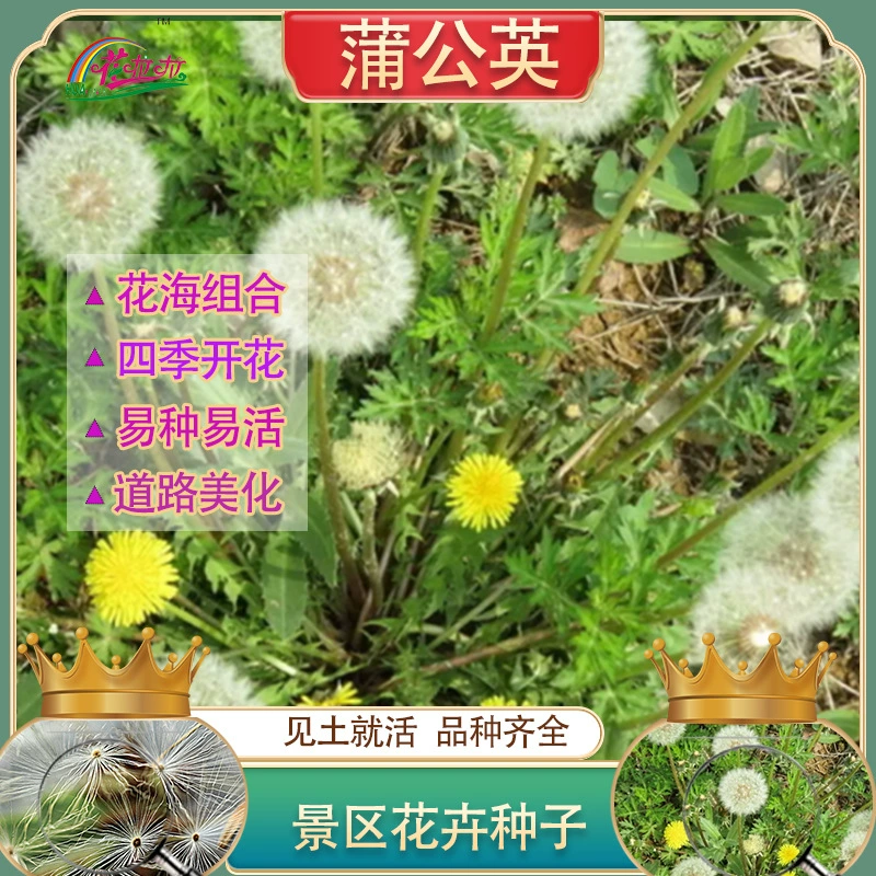 Весной, осенью и зимой семена диких овощей Легко сеять и жить Семена цветов одуванчика Морозостойкие семена цветов-свек Ландшафтный цветок Море