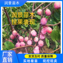 西梅李子树苗哪里有卖 基地批发法兰西西梅 新梅四号李子苗