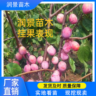 ��÷���Ә����������u �������l���m����÷ ��÷��̖������