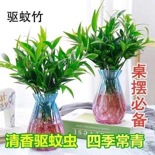 Indoor Hydroponic Plants, Bamboo, Longevity Bamboo, Mosquito Repellent Bamboo, Soil-Grown Plants, Indoor Living Room, Easy to Maintain, Evergreen Desktop in All Seasons