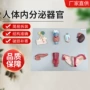 内分泌人体教学演示模型