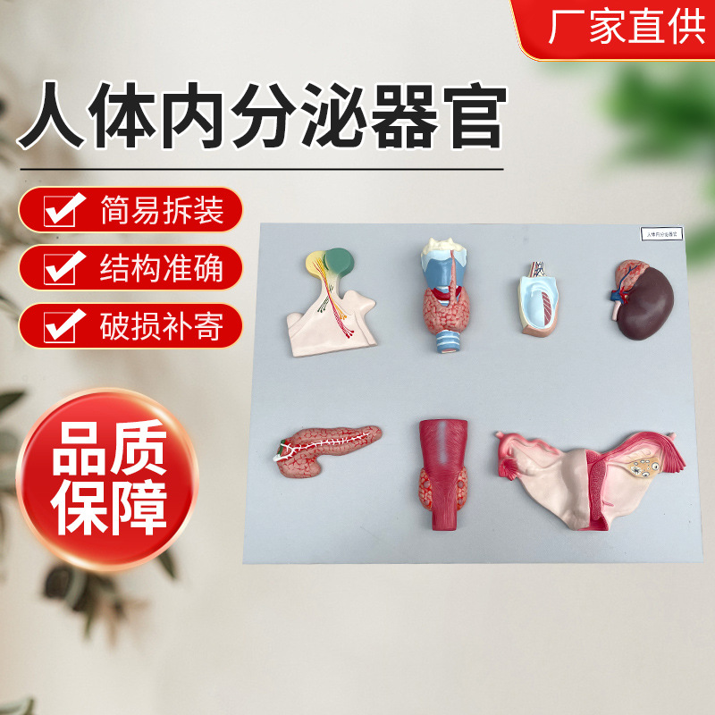 厂家ZM1088人体内分泌器官模型医学院教学人体模型生物演示模型