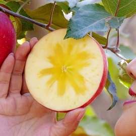正宗新疆阿克苏苹果脆甜冰糖心丑苹果红富士新鲜水果当季整箱5斤