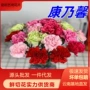 花期基地家用直发鲜花