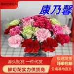 康乃馨鲜切花批发云南基地直发花店家用插花母亲节教师花花束搭配