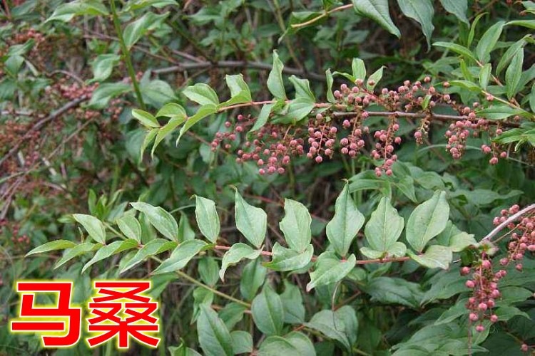 马桑种子水马桑车桑子木豆树木豆猪屎豆马棘种子马桑醉鱼桑葚桑树-阿里巴巴