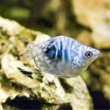 �����~�{������Ꭷ�~�^�p�~�����R����С���B�~��ˮ�~�t�G����β