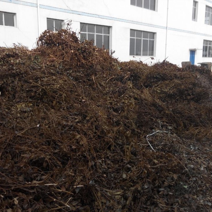 �¹���  �¹���Ҷ�� �ӷ��� ������� ��ӭѡ��