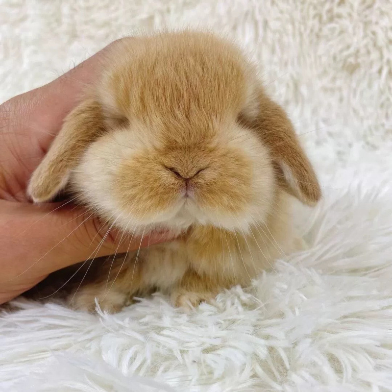 小さなウサギ、生きているノームウサギ、成長しない、ミニプリンセス、オランダ垂れ耳ウサギ、ティーカップウサギ、飼い慣らされたペットウサギ|undefined