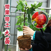 ���������o����������ļ����ԷNֲ���ش󲨼��t������癎�ʘ���