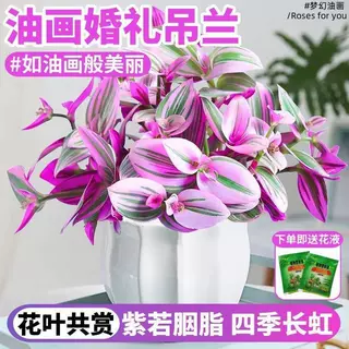 油画婚礼吊兰盆栽垂吊植物花卉室内清新空气水培好养多肉紫露兰花
