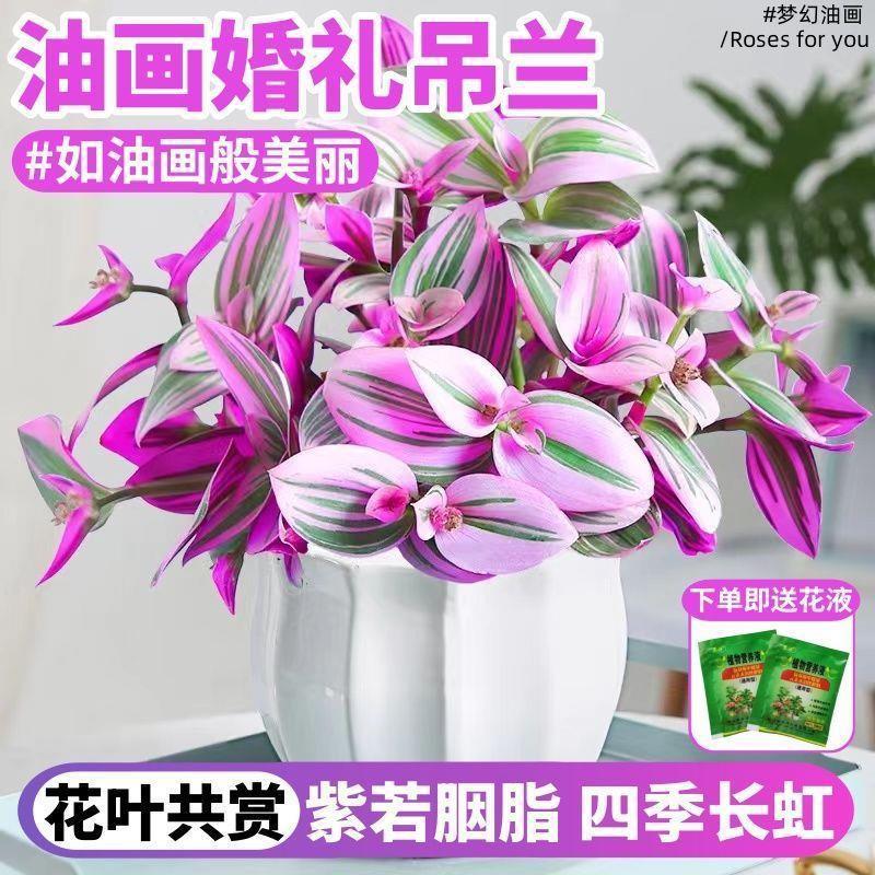 油画婚礼吊兰盆栽垂吊植物花卉室内清新空气水培好养多肉紫露兰花