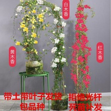 木香花苗甜蜜红木香白木香黄木香四季七里香盆栽庭院浓香爬藤植物