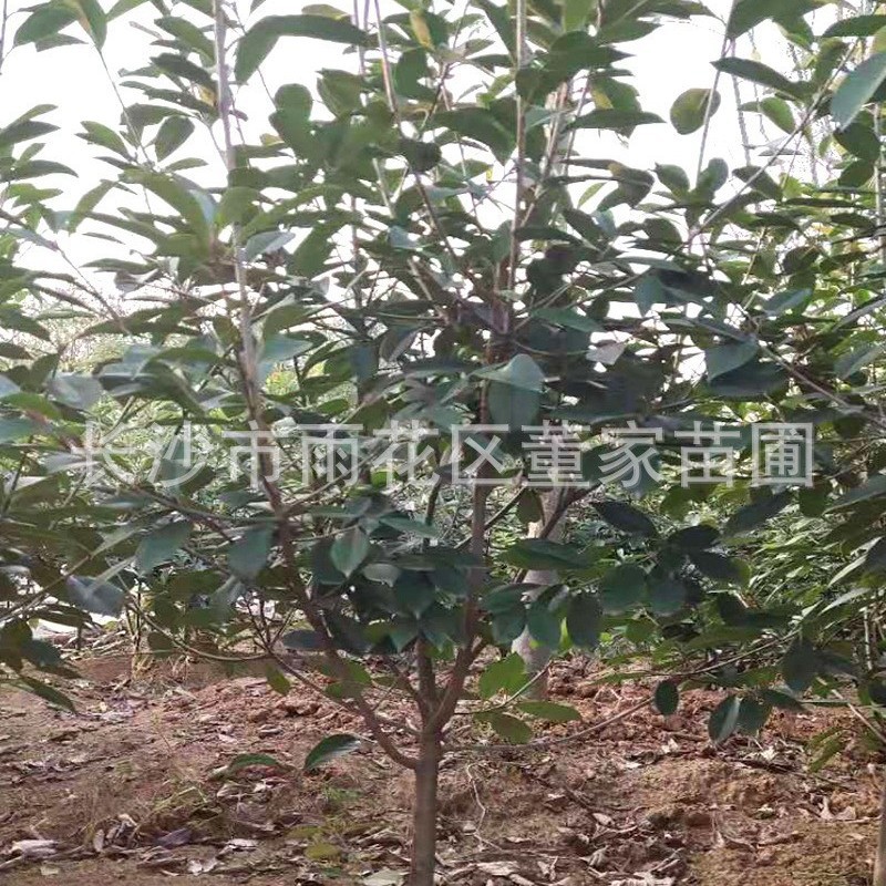 湖南苗木批发供应 红叶石楠绿篱苗 高度1.5-2米 冠幅50-60公分
