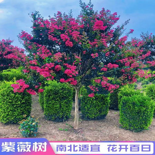 ��ޱ����������ͥԺ����Nֲ�^��ֲ����ռt�ļ��L���G���辰�Ϙ�