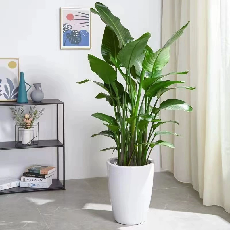 Райская птица Горшечное растение Гостиная Крытый Хороший Большой цветок Зеленое растение Офисный свет Роскошное зеленое растение Cranchia