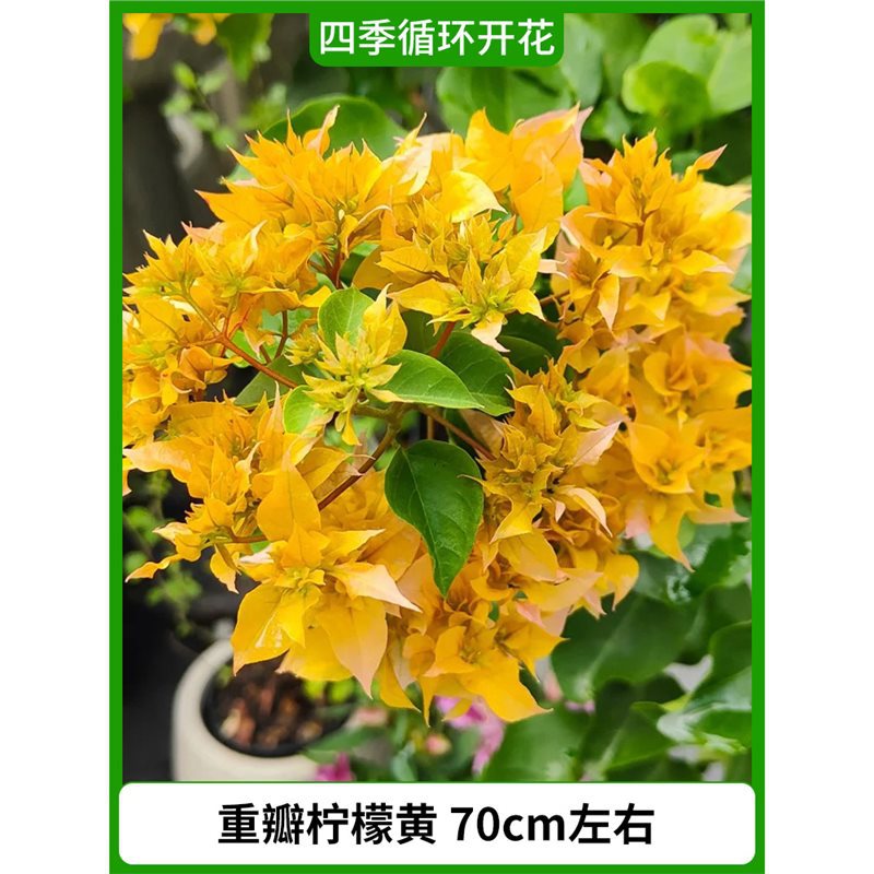 이중 레몬 노란색, 높이 약 70cm [사계절 내내 꽃이 핀다] (원래 화분에 담겨 배송)