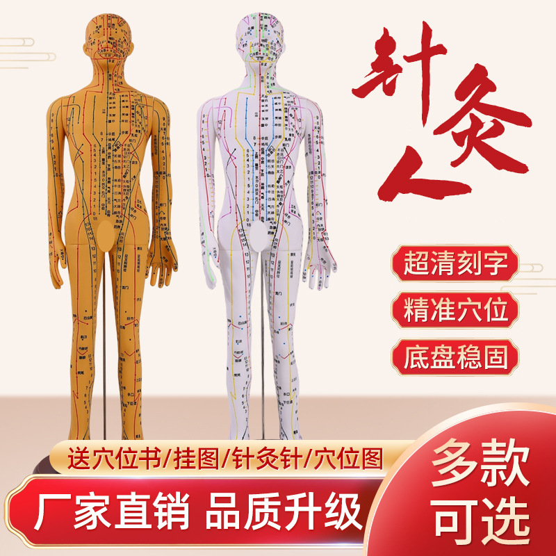 Acupuncture Point Human Body Model Meridian Teaching Model Chinese Medicine Super Clear Small Copper Massage Massage Practice Silicone Man