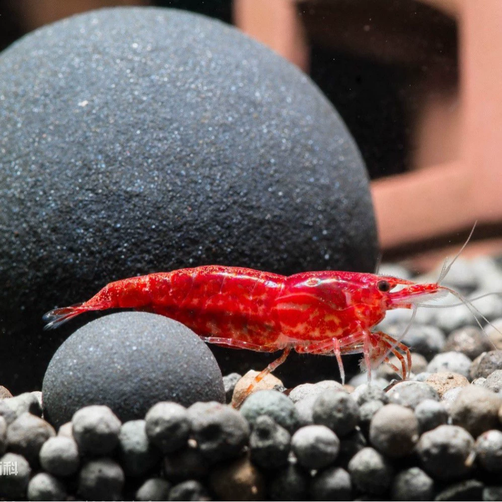 Креветки Вишня Роза Креветки Вишня Креветки Пламя Креветки Декоративные Креветки Удаление водорослей Креветки Домашнее животное Креветки
