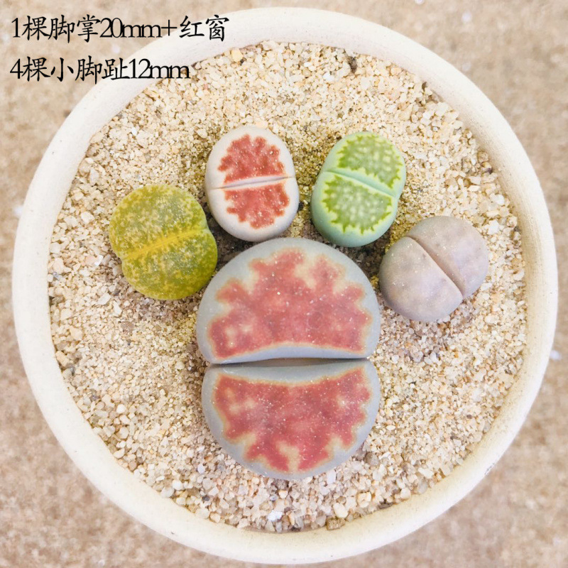 多肉植物盆栽室内花卉生石花绿植多肉好养超大屁屁花肉肉