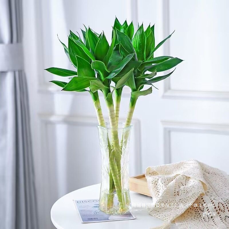 文昌竹水养观音竹荷花竹富贵竹水培植物办公室内水养绿植净化空气-阿里巴巴