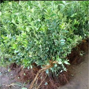 Golden Edge Boxwood Seedlings, Courtyard Greening Seedlings, Golden Edge Holly, Evergreen, Cold-Resistant Fence, Evergreen Holly Seedlings