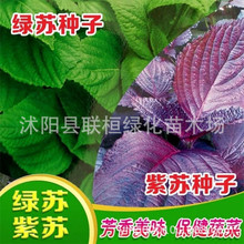 紫苏种子种籽盆栽可食用苏子绿苏紫苏叶籽种四季种植菜蔬菜苏子叶