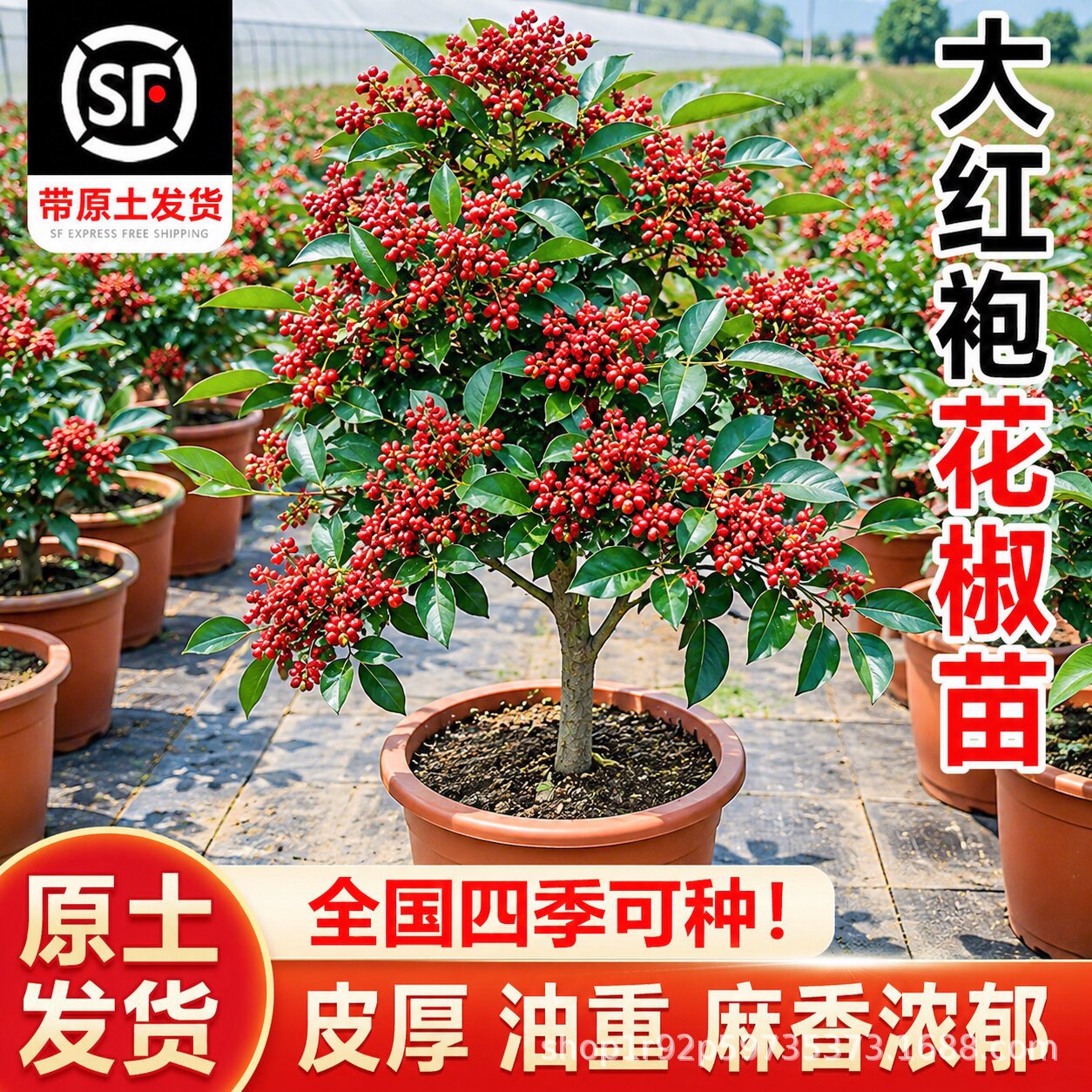 大红袍花椒苗树正宗四川多年生特麻无刺藤椒室内当年结果基地直供