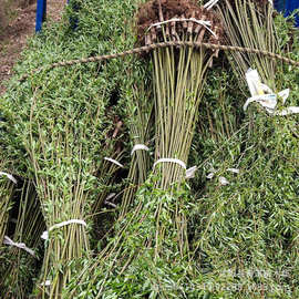 苗圃直销柳树庙 青皮垂柳 黄垂柳 直柳树苗 规格齐全 价格优惠